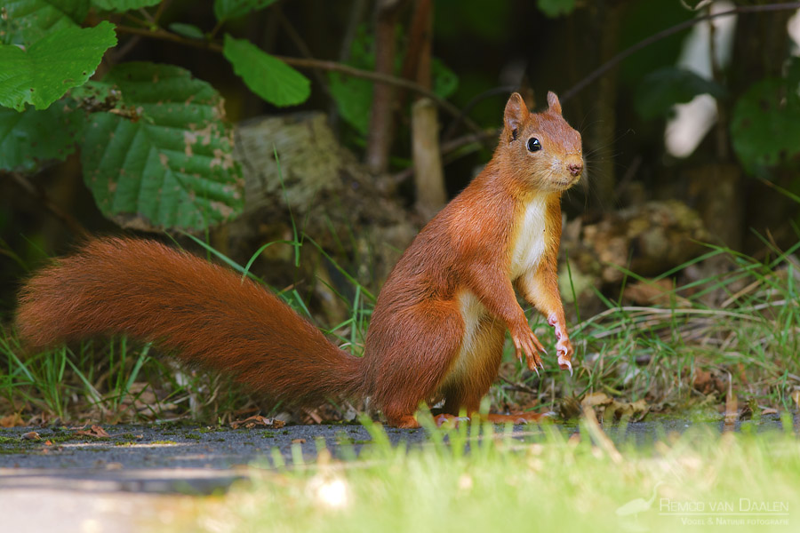 Eekhoorn | Red squirrel | Sciurus vulgaris