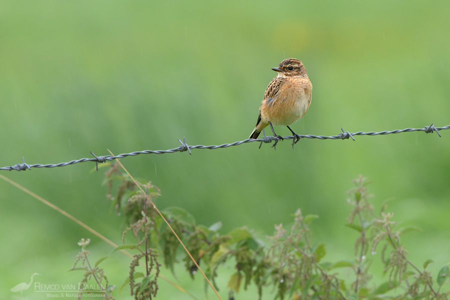 Paapje | Whinchat | Saxicola rubetra
