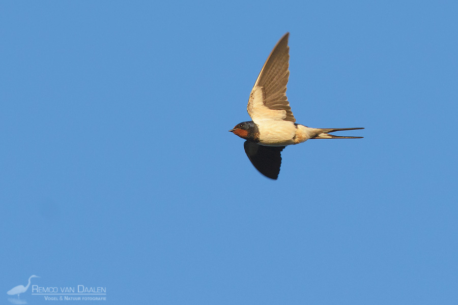 Boerenzwaluw | Swallow | Hirundo rustica