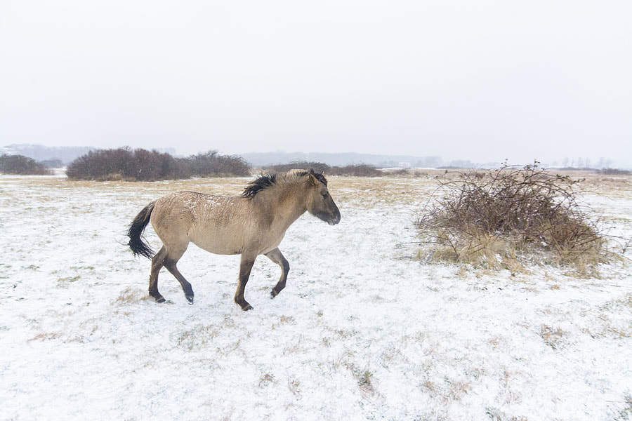 Konikpaard | Conichorse | Equus caballus