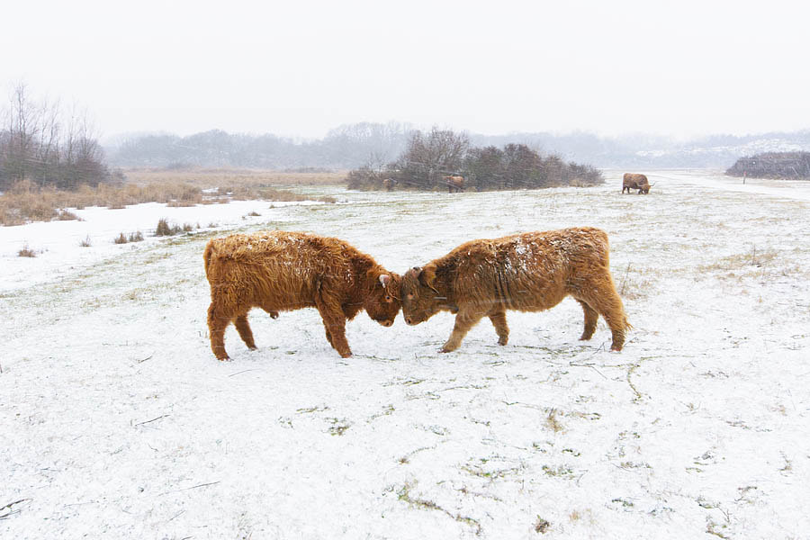 Schotse Hooglander | Highland Cow | Bos Taurus