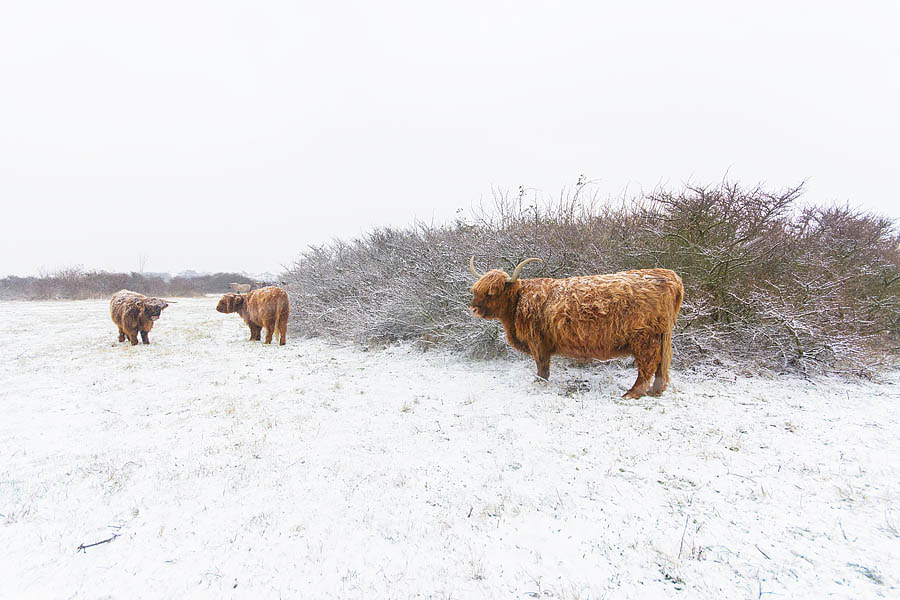 Schotse Hooglander | Highland Cow | Bos Taurus