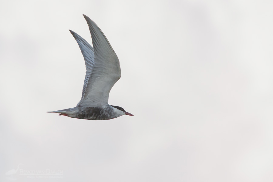 Witwangstern | Whiskered Tern | Chlidonias hybrida