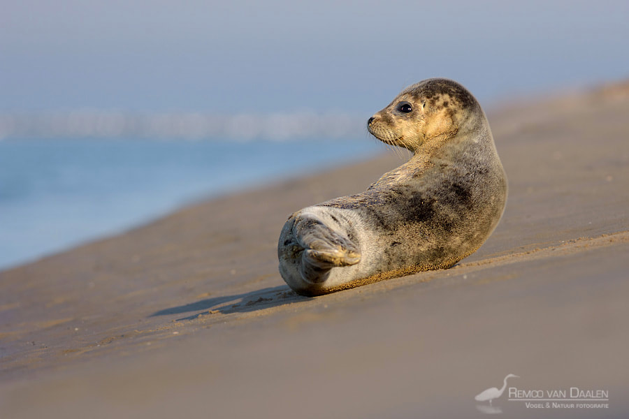 Zeehond | Common seal | Phoca vitulina