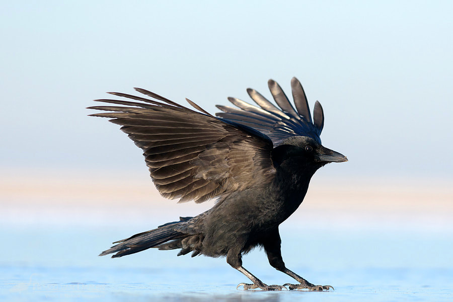 Zwarte Kraai | Carrion Crow | Corvus corone