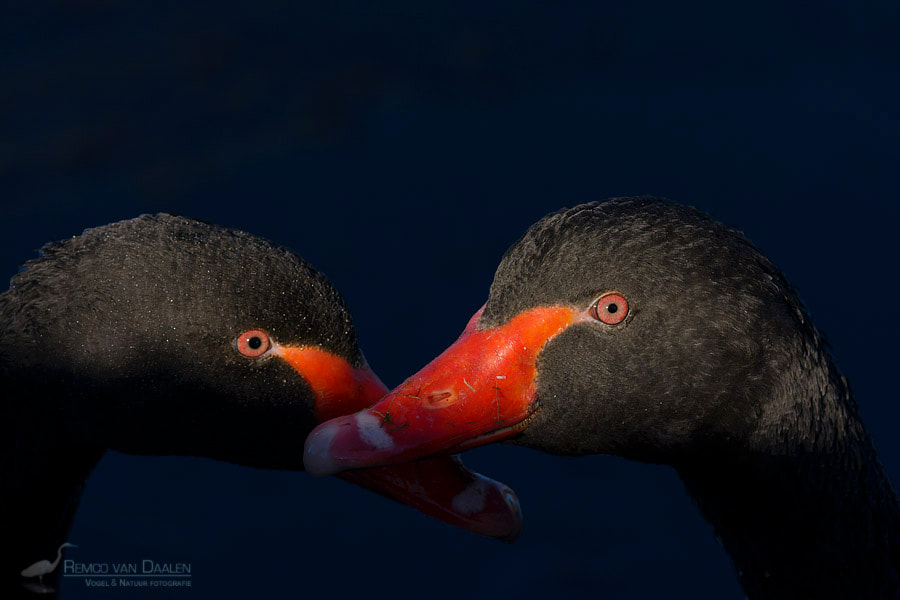 Zwarte Zwaan |Black Swan | Cygnus atratus