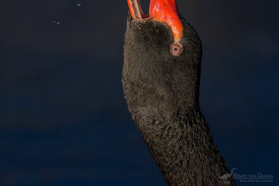 Zwarte Zwaan | Black Swan | Cygnus atratus
